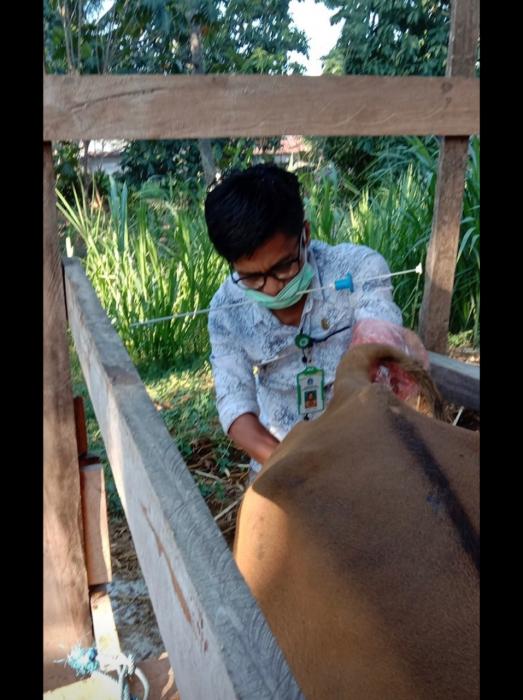 Inseminasi Buatan