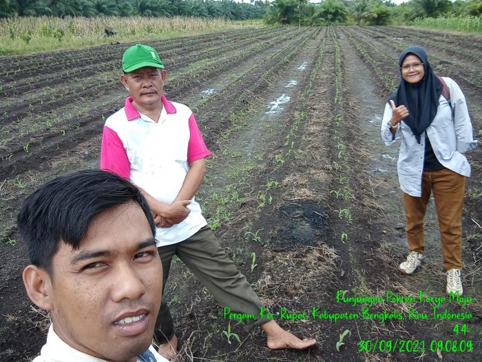 Poktan Karya Maju Menanam Jagung Manis Disimpang Salak Kelurahan Pergam Kecamatan Rupat