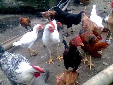 VARITAS  BAWANG PUTIH YANG DIJADIKAN BIBIT TANAMAN,  UNTUK MENCAPAI SWASEMBADA PADA TAHUN 2021