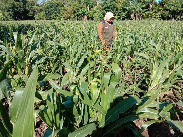 Kegiatan Monitoring Keadaan Pertanaman Jagung Penangkaran NASA 29 di Kel GantarangKeke Kab.Bantaeng