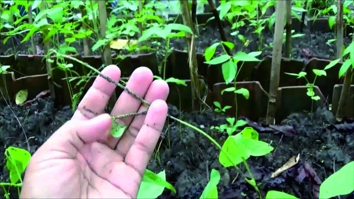 Cara Membuat Ramuan Nabati Untuk Mengatasi Hama Kutu Daun