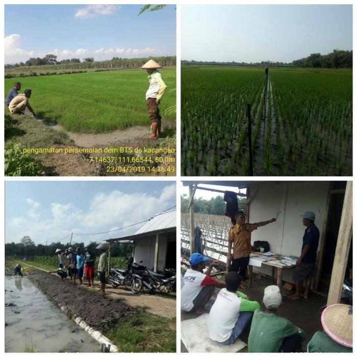 BUDIDAYA TANAMAN SEHAT YAITU CARA SEHAT ATASI SERANGAN OPT TANAMAN PADI DAERAH ENDEMIS DI DESA KACANGAN KECAMATAN MALO