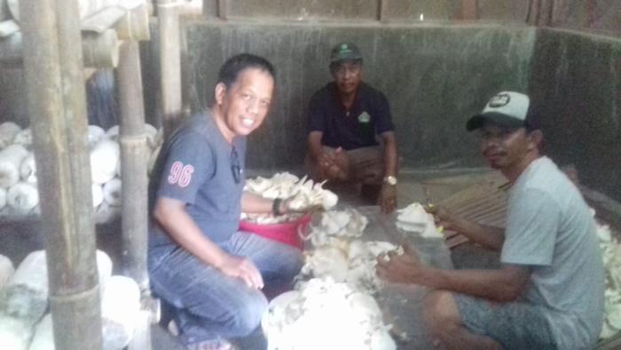 Cara Perawatan Budidaya  Jamur Tiram