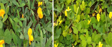 Manfaat  Tanaman Arachis pintoi