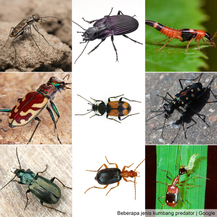 Musuh Alami berupa Parasitoid Dapat menekan Hama Penggerek Batang Padi Di Lahan Pasang surut