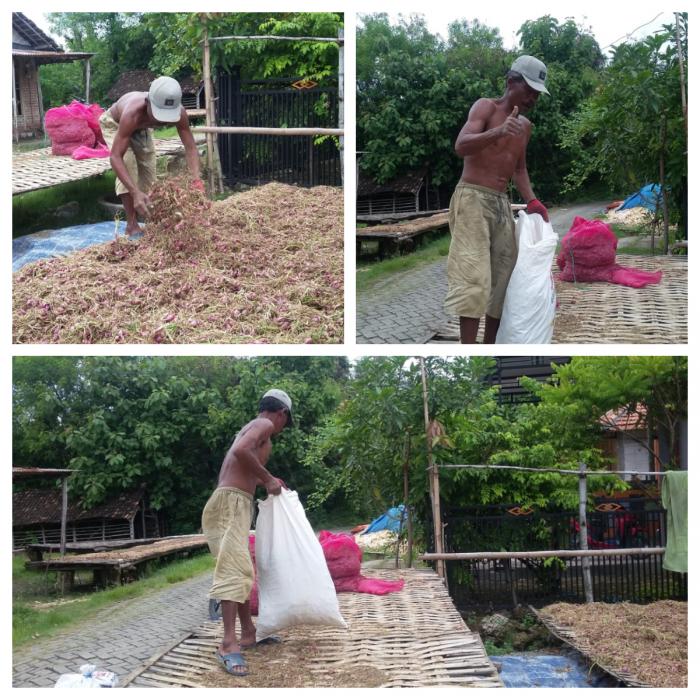 Tunda Jual Bawang Merah Di Desa Jamberejo Kecamatan Kedungadem
