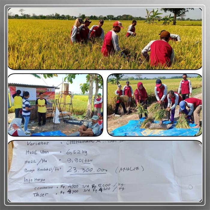 METODE UBINAN PADA TANAMAN PADI POKTAN JENAK TANI DESA SIDOLAJU  KECAMATAN WIDODAREN KAB. NGAWI JAWA TIMUR
