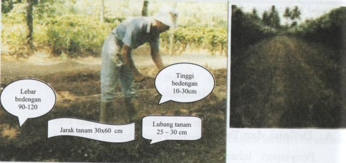 FASE PERTUMBUHAN TANAMAN SORGUM