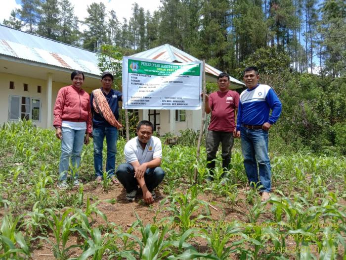 Demplot Jagung Manis Di Lahan Bpp Simbuang, Tana Toraja