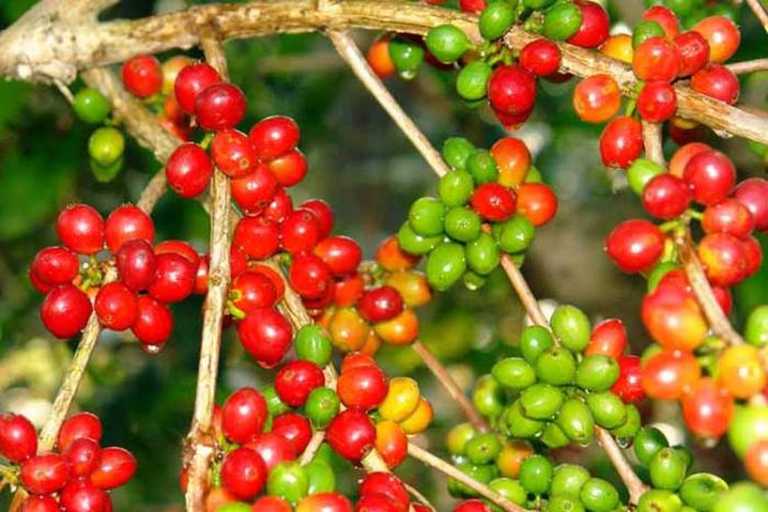 TEKNIK PENANAMAN, PEMUPUKAN DAN PEMANGKASAN TANAMAN KOPI (Coffea sp.)
