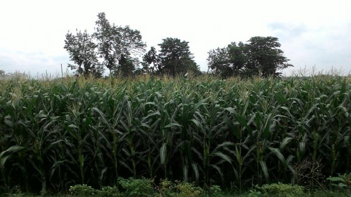 PEMUPUKAN DASAR PADA TANAMAN JAGUNG