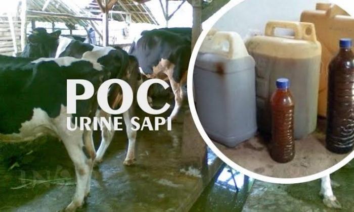 PUPUK ORGANIK CAIR URINE SAPI