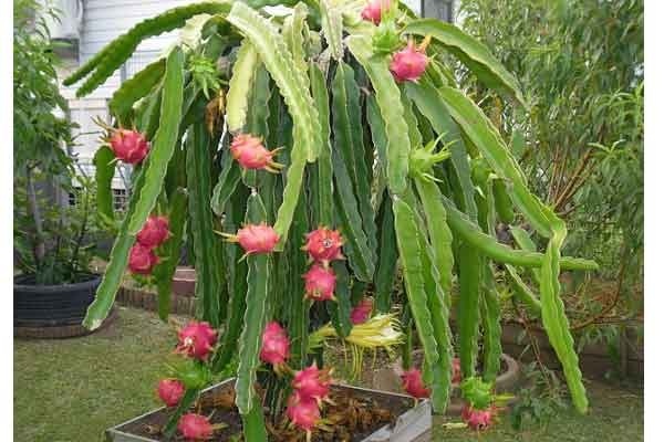 CARA PENGENDALIAN PENYAKIT TANAMAN DURIAN 
