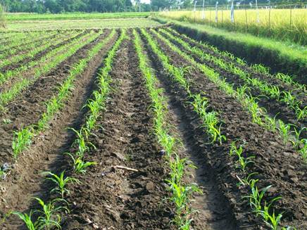 Cara Tepat Memupuk Tanaman Jagung