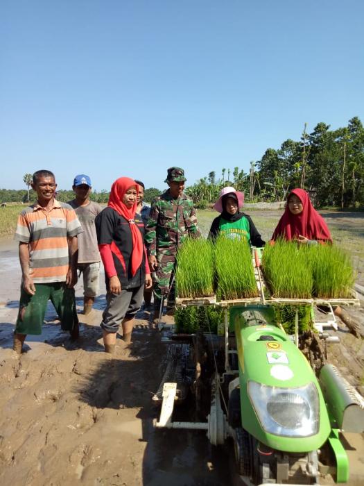 Tanam Padi dengan Rice Transplanter