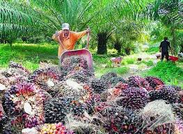 Hama Tanaman Jagung