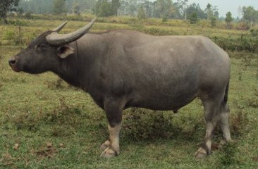 PAKAN AYAM JOPER 