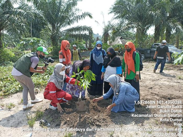 Tabebuya Hijaukan Lahan Gapoktan Bumi Ayu Kelurahan Bumi Ayu Kecamatan Dumai Selatan