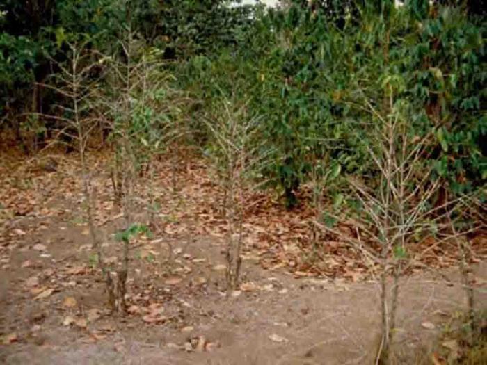 MENGENAL PENYAKIT AKAR NEMATODA PADA TANAMAN KOPI (Pratylenchus coffeae dan Radopholus similis)