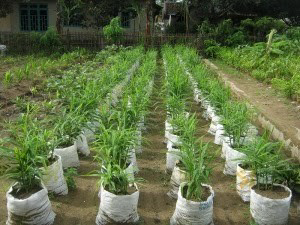 BUDIDAYA JAHE MERAH