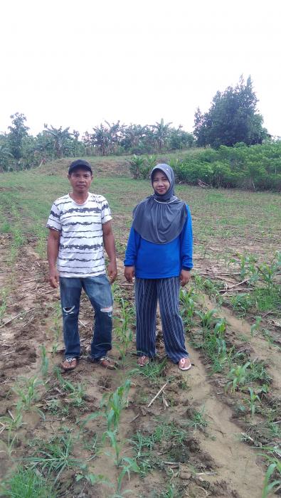 Budidaya Jagung Hibrida