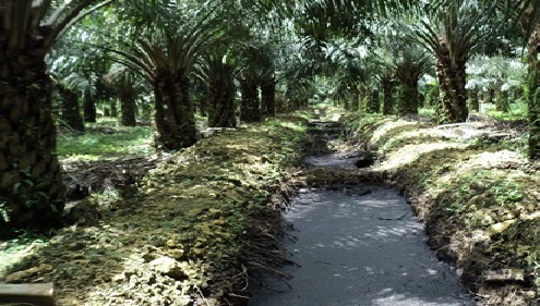 Pengembanan Desa Mandiri Benih Perkebunan