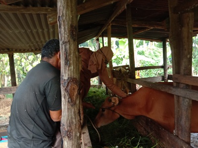 PENGOBATAN TERNAK SAPI DI KELURAHAN SELATPANJANG TIMUR