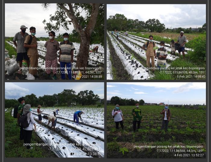 TANAMAN PORANG MENJADI PILIHAN PETANI DI KELURAHAN JETAK KAB. BOJONEGORO