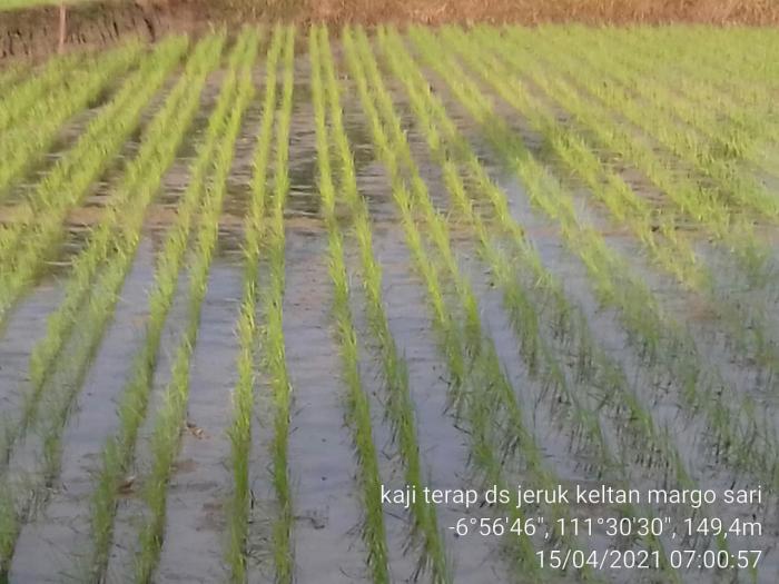 Kegiatan Riset Pengembangan  Inovatif Kolaboratif (RPIK)  Lahan Sawah Tadah Hujan
