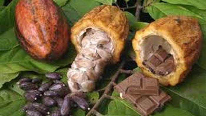 PEMANFAATAN BIO-SLURRY UNTUK TANAMAN DAN TERNAK