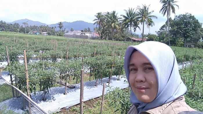 BUDIDAYA CABE (Capsiccum annum L) KERITING  VARIETAS LOKAL ( CABE AKAR ) 