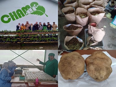 Kentang Medians, Meski Harga Kentang Anjlok tetap Menguntungkan