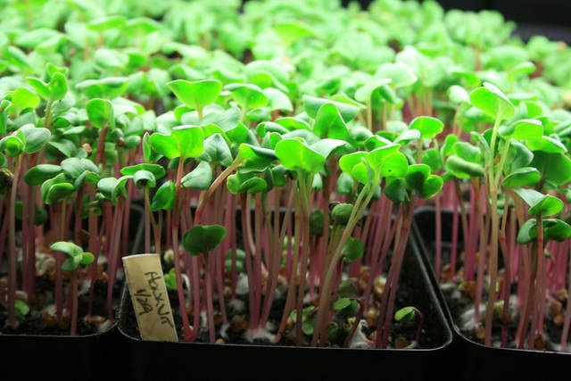 Microgreens: Sayuran Mungil Bernutrisi Lebih