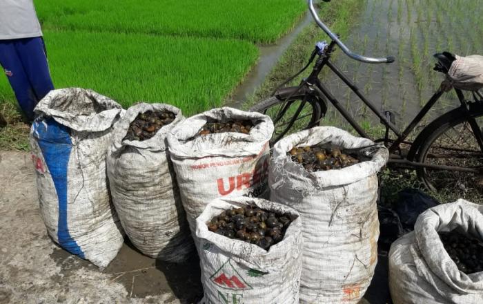 Gerakan Pengendalian Hama Opt Keong Mas  Di Poktan Terpadu  