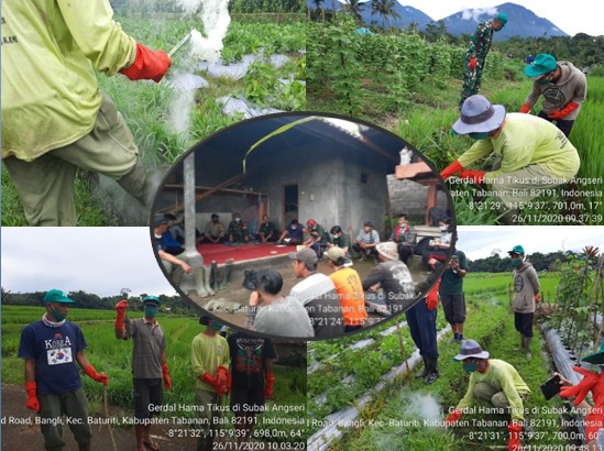 ATASI  HAMA TIKUS, PETANI SUBAK ANGSERI LAKUKAN GERDAL 