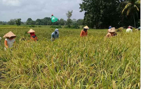 Dapatkan Mutu Nilam (Pogostemon cablin Benth) yang Baik  Untuk Dukung Program Grasida