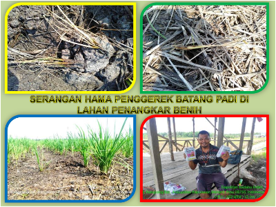 Serangan Hama Penggerek Batang Padi di Lahan Penangkar Benih 