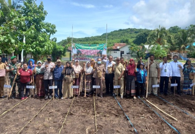 Bank Ntt Bantu Petani-nelayan Bangun Ketahanan Pangan Dan Sukseskan Programtjps ( Tanam Jagung Panen Sapi ) Di Kecamatan Alor Barat Laut Kabupaten Alor
