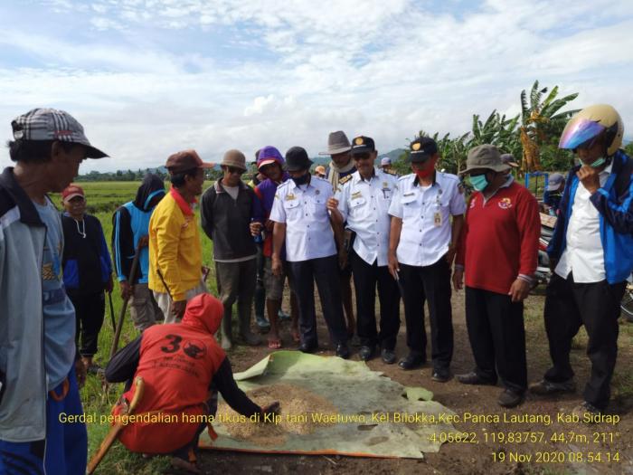 Gerakan Pengendalian Opt Tikus Di Kec.panca Lautang