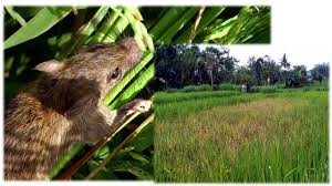 PENGENDALIAN HAMA TIKUS PADA TANAMAN PADI SAWAH