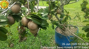 MANISNYA SAWO TABULAMPOT
