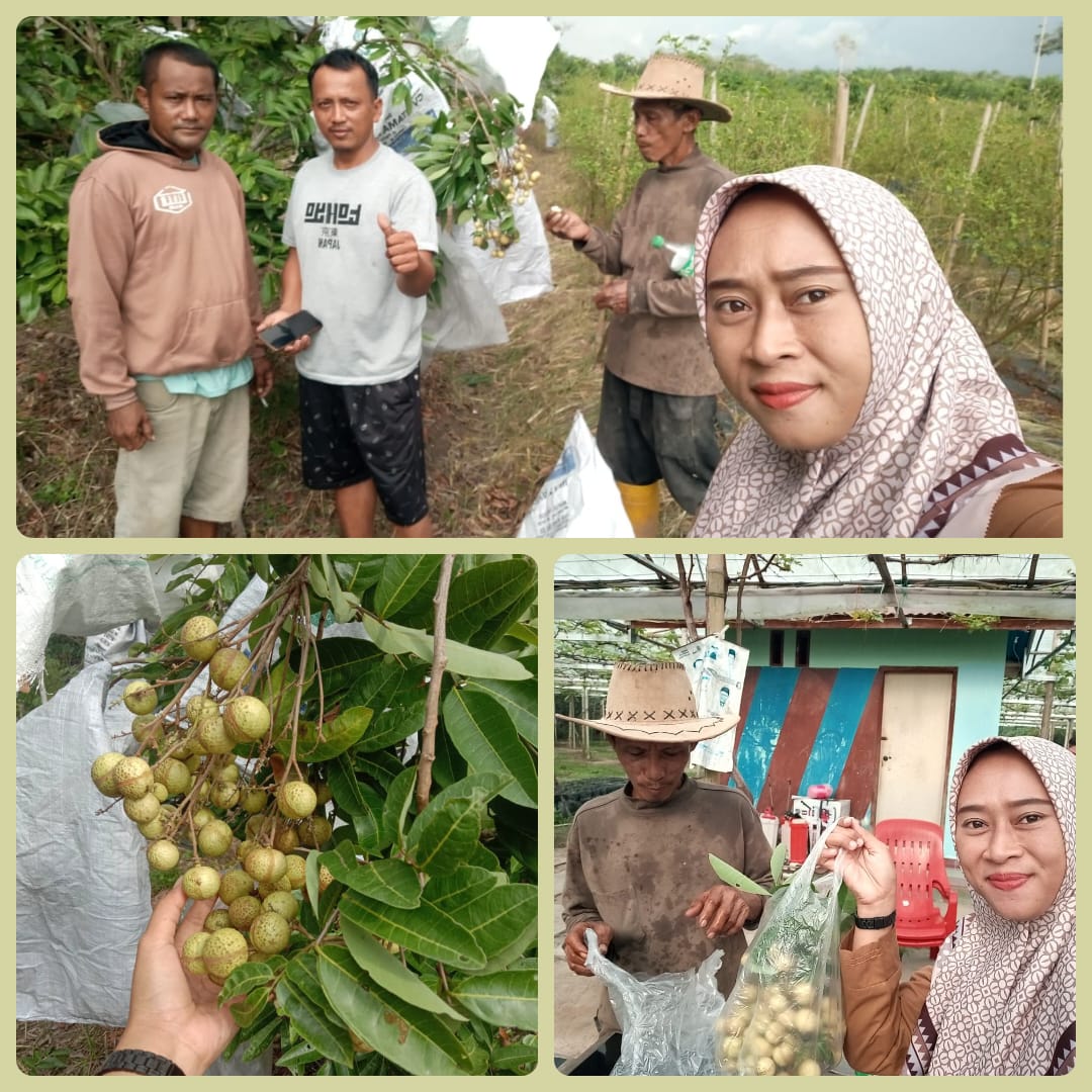 Kelengkeng Matalada berbuah di usia pohon 2 tahun 