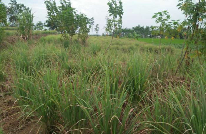 PELUANG BUDIDAYA SERAI YANG MENJANJIKAN
