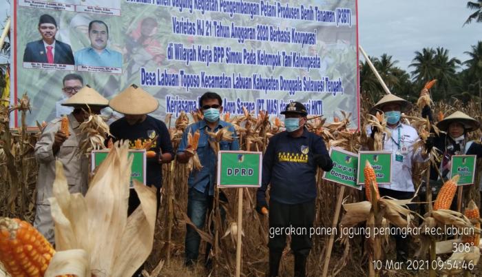 Bpp Simou Mandiri Benih, Kelompok Tani Kalompeata Mampu Memproduksi Benih Jagung Unggul