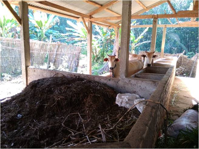 Kotoran Ternak Sebagai Alternatif Kelangkaan Pupuk