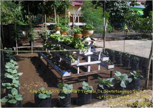CARA MENANAM SAYUR DI PEKARANGAN RUMAH YANG SEDERHANA