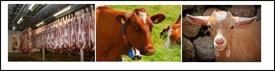 Cara Efektif Memasarkan Kambing dan Domba  