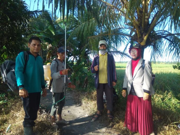Penyemprotan Hama Wereng Di Desa Sepadu Kecamatan Semparuk