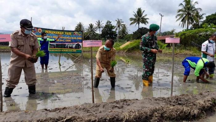 Sukses Mandiri Benih Tahun 2020, Dinas Pertanian Kabupaten Ende Kembali Memberdayakan Kelompoktani Sebagai Penangkar Benih