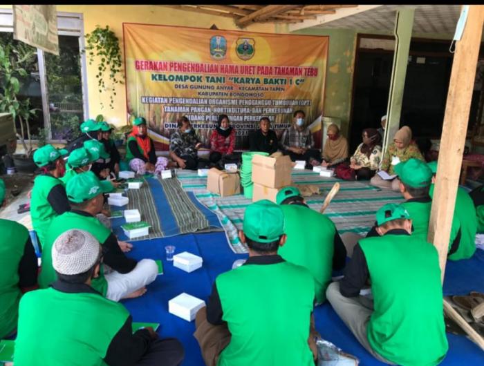 GERAKAN PENGENDALIAN HAMA URET PADA TANAMAN TEBU